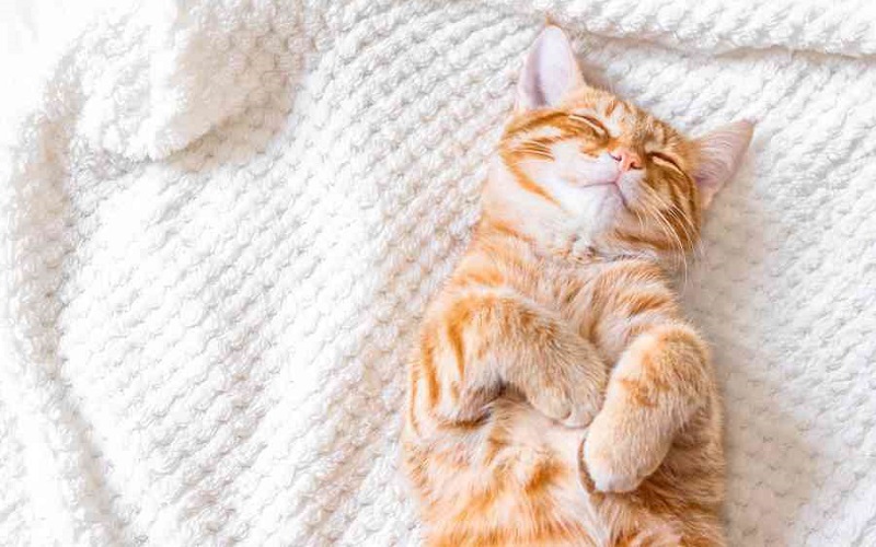 Giấc mơ mèo xuất hiện ở rất nhiều người